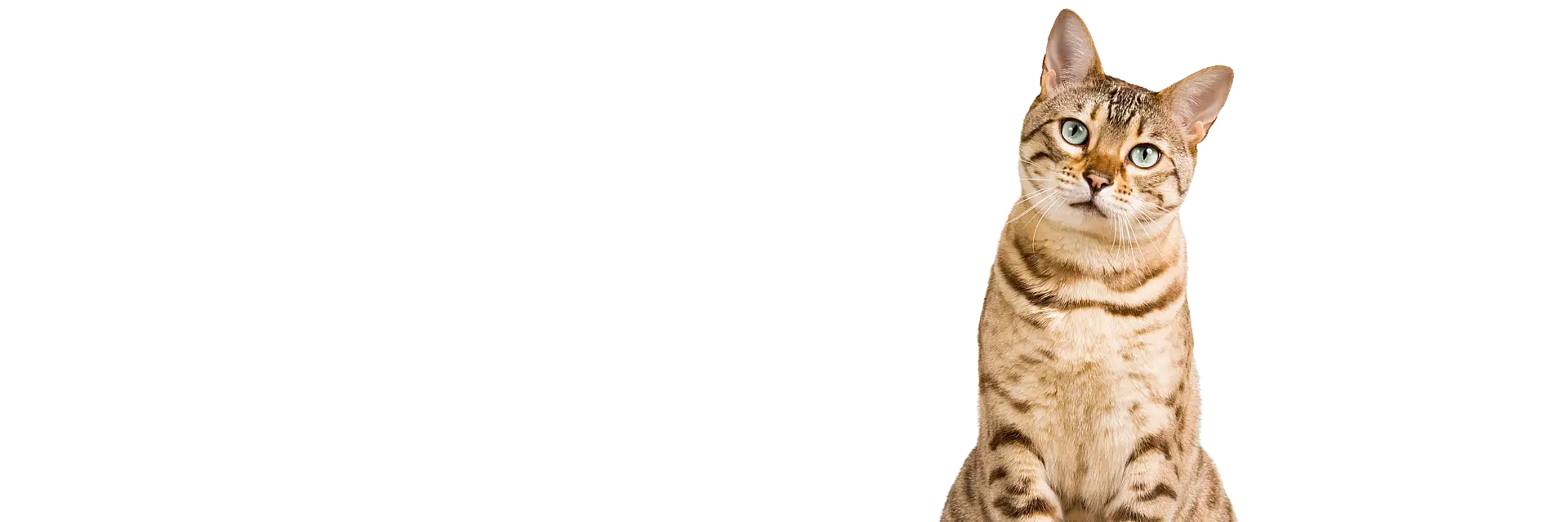 Cuidado de gatos a domicilio en Madrid